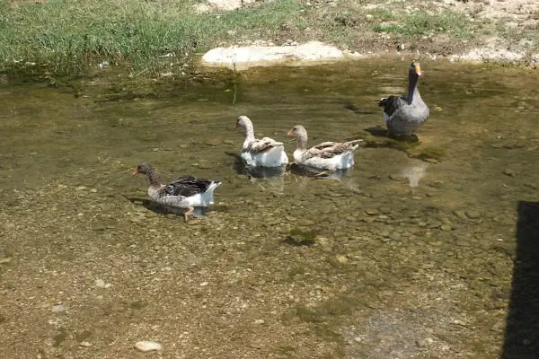 Küçük ev Gizli Vadi Camping Restaurant - Resim 19