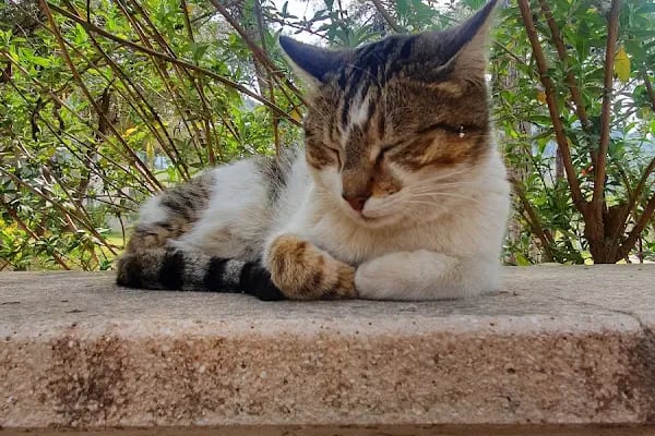 Balçova belediyesi adalet ve demokrasi parkı - Resim 8