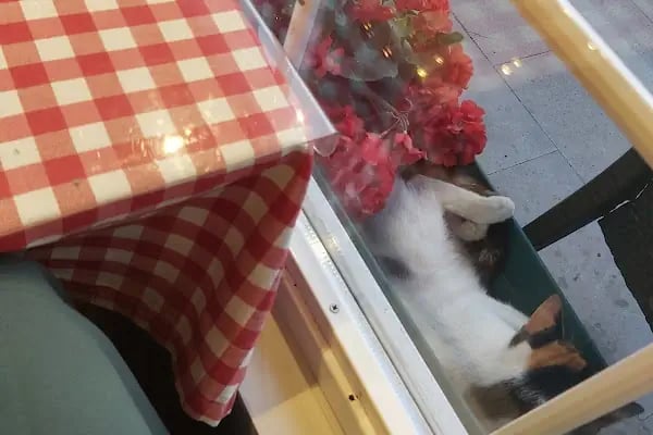 PizzaLazza Çayırova - Resim 6