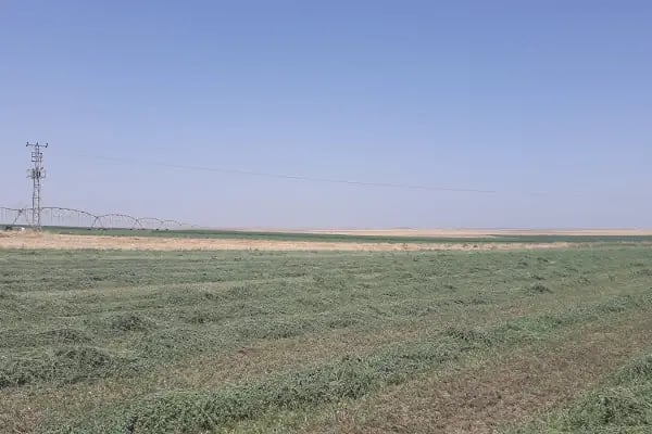 CEYLANPINAR TARIM İŞLETMESİ MÜDÜRLÜĞÜ (TİGEM) - Resim 9