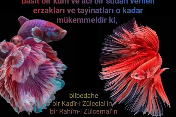 Karesi vakfı Gündüzalp Apt. - Resim 14