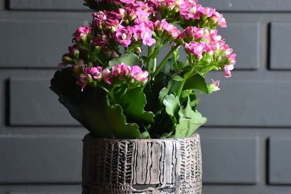 NATUREL ÇİÇEK TASARIM VE ORGANİZASYON - Resim 12