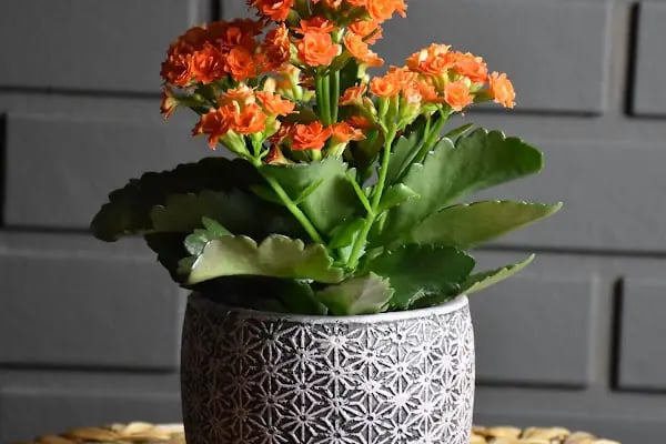 NATUREL ÇİÇEK TASARIM VE ORGANİZASYON - Resim 9