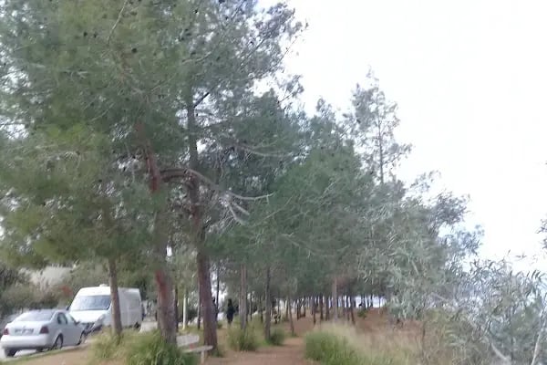 Çukurova Üniversitesi Fen-Edebiyat Fakültesi - Resim 16