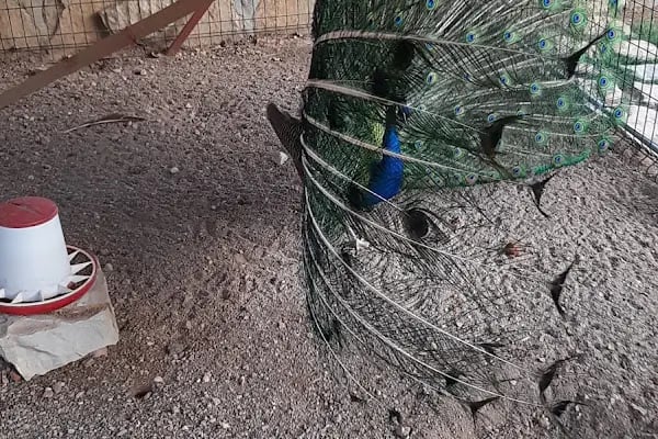 Dulkadiroglu Hayvanat Bahçesi - Resim 9
