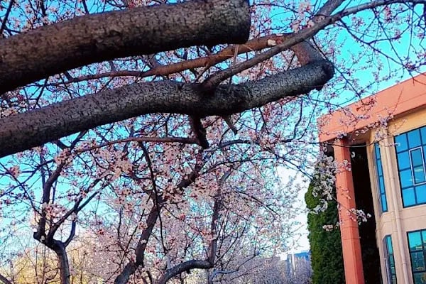 Selçuk Üniversitesi - Resim 12
