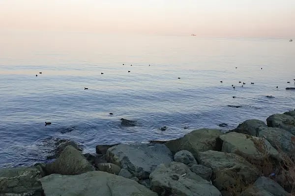 Akçaabat Belediye Balık Pazarı - Resim 19