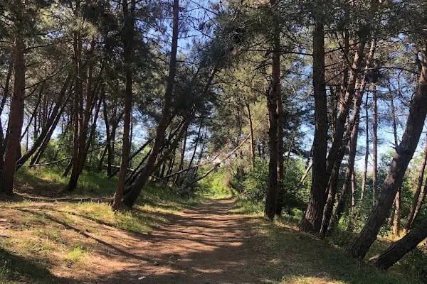 Esila Gayrimenkul ( Emlak ) Arnavutköy Satılık Arsa - Resim 20