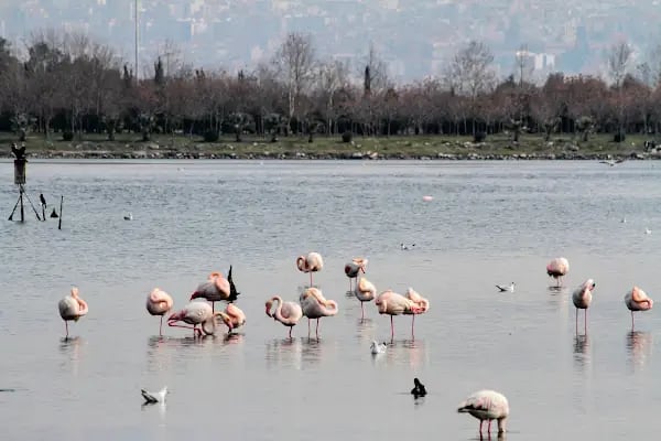 Kent Ormanı İç Yolları - Resim 14