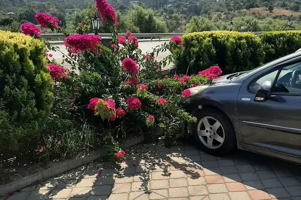 Veli Baba Kahvaltı, Gözleme, Bal ve Apiterapi Dogal Ürünler - Resim 13