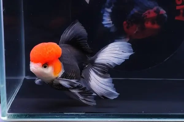 ALP GOLDFİSH PetShop Av Kamp Akvaryum Dünyası - Resim 19