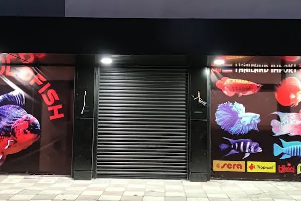 ALP GOLDFİSH PetShop Av Kamp Akvaryum Dünyası - Resim 17