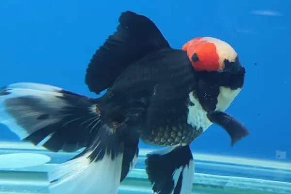 ALP GOLDFİSH PetShop Av Kamp Akvaryum Dünyası - Resim 5