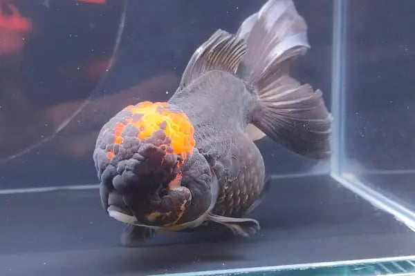 ALP GOLDFİSH PetShop Av Kamp Akvaryum Dünyası - Resim 7