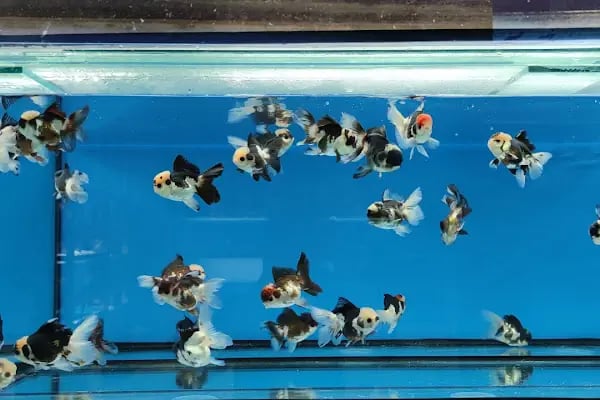 ALP GOLDFİSH PetShop Av Kamp Akvaryum Dünyası - Resim 14