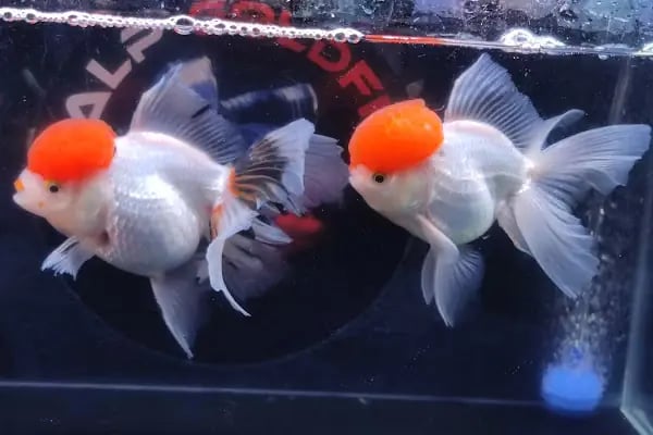 ALP GOLDFİSH PetShop Av Kamp Akvaryum Dünyası - Resim 16
