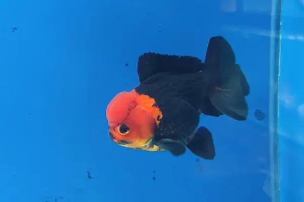 ALP GOLDFİSH PetShop Av Kamp Akvaryum Dünyası - Resim 11