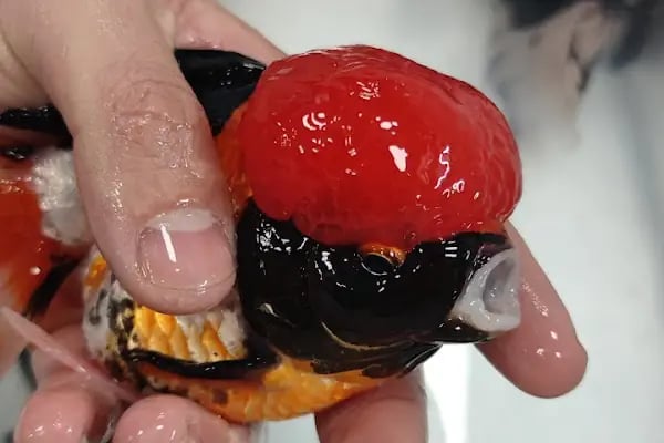 ALP GOLDFİSH PetShop Av Kamp Akvaryum Dünyası - Resim 13