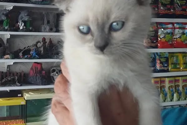 BALGAT PETSHOP ALO MAMA - Resim 10