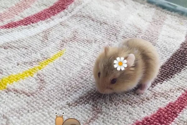 BALGAT PETSHOP ALO MAMA - Resim 8