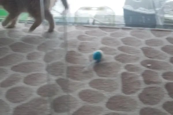 BALGAT PETSHOP ALO MAMA - Resim 11