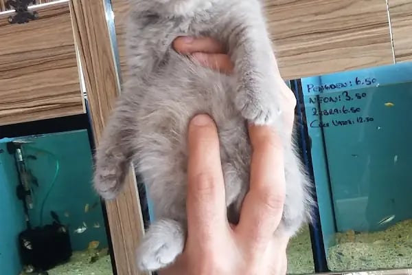 BALGAT PETSHOP ALO MAMA - Resim 6