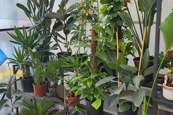 Kocaman Çiçek evi - Resim 5
