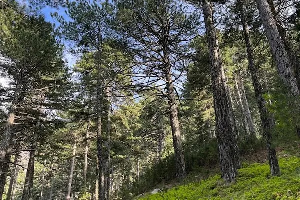 Mas Kaz Dağı Kamping - Resim 14