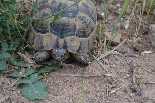 Aliağa Trafik Hatıra Ormanı - Resim 8