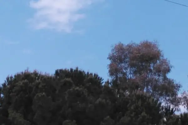 Aliağa Trafik Hatıra Ormanı - Resim 7