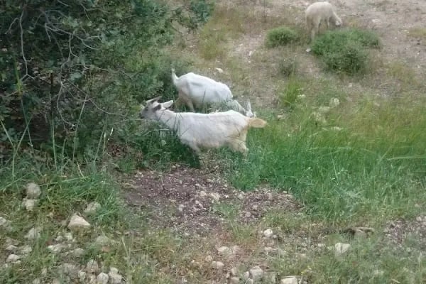 Aliağa Trafik Hatıra Ormanı - Resim 10