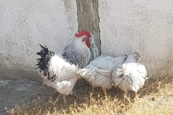 Aliağa Trafik Hatıra Ormanı - Resim 5
