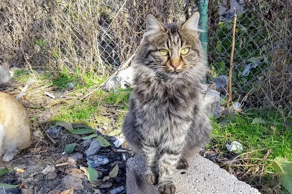Fazıl Ahmet Paşa Çocuk Parkı - Resim 5