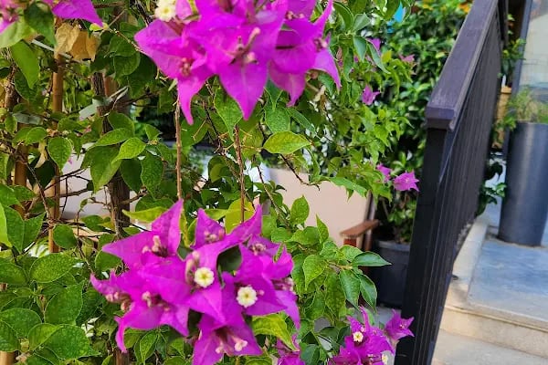 By Muhtar Otel Bodrum - Resim 20