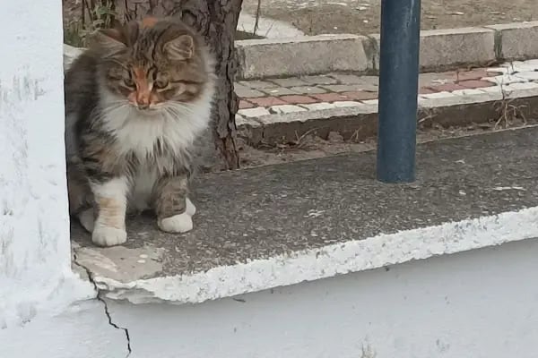 Asuva Parkı - Resim 16