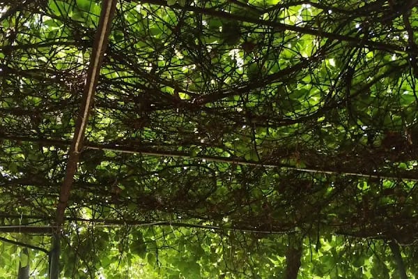 Hacı Bektaş Veli Parkı - Resim 16