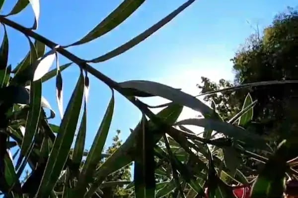 Hacı Bektaş Veli Parkı - Resim 15