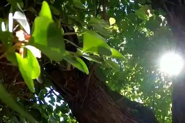 Hacı Bektaş Veli Parkı - Resim 7