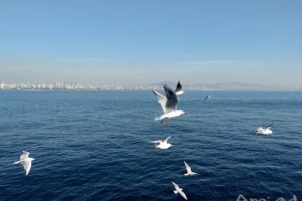 Adalar Adliyesi - Resim 8