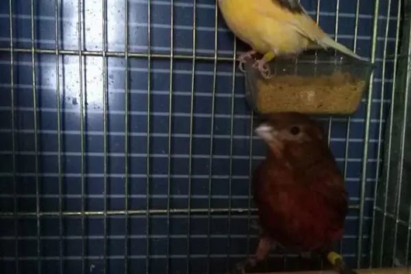 (CEYLAN PETSHOP) ANKARA KANARYA SEVDALILARI VE KAFES KUSLARI - Resim 16