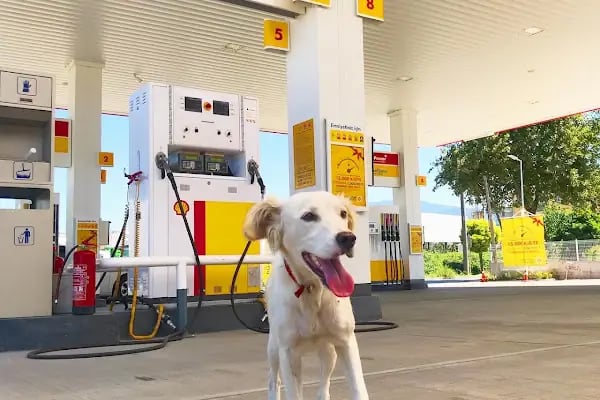 SHELL BAŞİSKELE VEZİRÇİFTLİĞİ - Resim 2