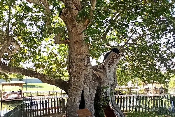 Çınar park - Resim 3