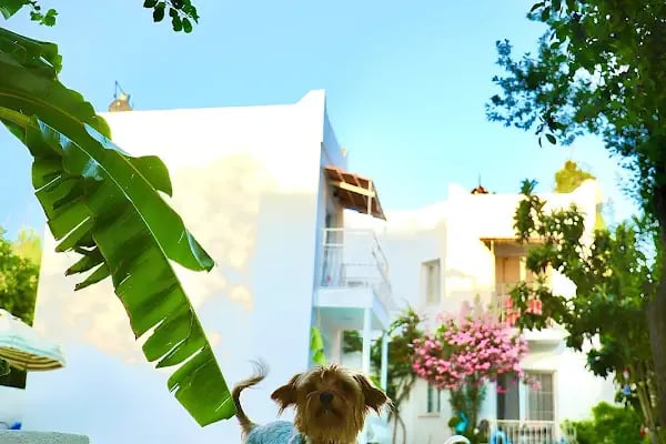 Bodrum NURAN Boutique Apartments - Resim 9