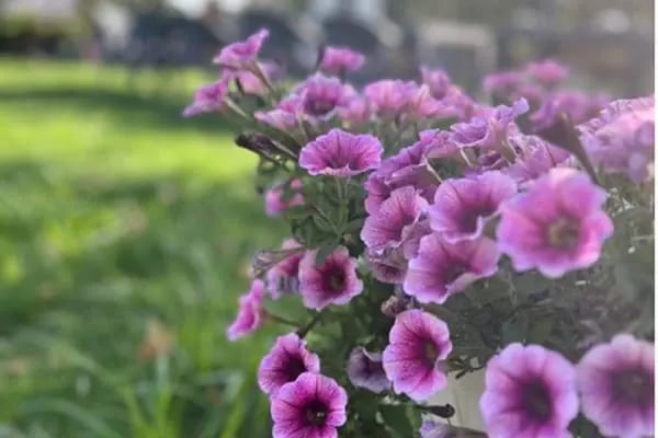 Çorlu Mor Bahçe - Çocuk Dostu Kafe - Resim 15