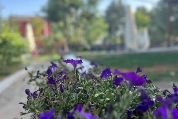 Çorlu Mor Bahçe - Çocuk Dostu Kafe - Resim 4