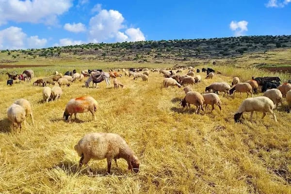 Belediye Parkı - Resim 13