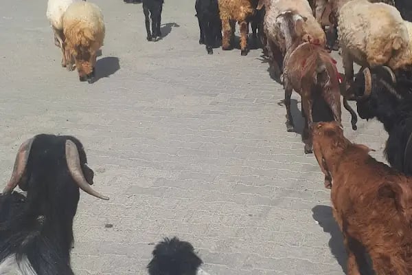 Belediye Parkı - Resim 4