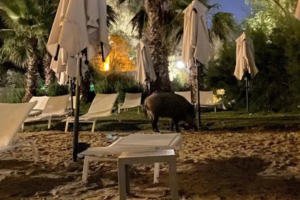 Roda Restaurant - Resim 8
