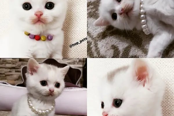 Hop Petshop - Resim 4