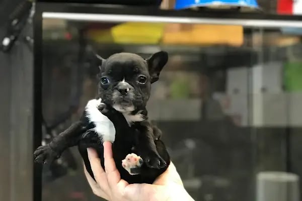 Hop Petshop - Resim 13